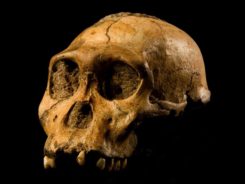 File:Australopithecus sediba.JPG