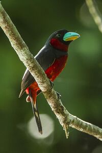 Image of black-and-red broadbill perching on a branch