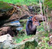 Black Duiker.jpg