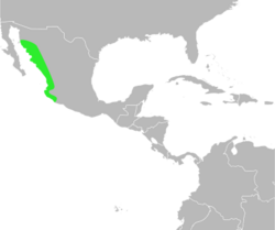 Bufo mazatlanensis distribution.svg