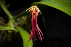 Bulbophyllum habrotinum J.J.Verm. & A.L.Lamb, Blumea 38 335 (1994) (46953830465).jpg