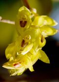 Bulbophyllum rosemarianum Sath.Kumar, P.C.S.Kumar & Saleem (6673866219) - cropped.jpg