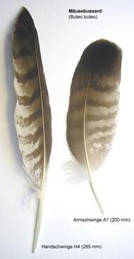 Two feathers, barred light and dark brown, lie next to each other. One is long and pointed, and the other is shorter and rounder.