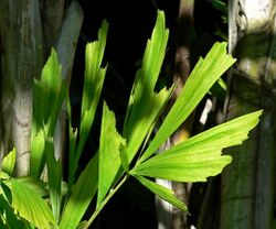 Caryota mitis leaves.jpg