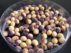 Cercospora Purple Seed Stain of Soybeans.jpg