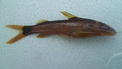 Photograph of the catfish on a flat surface