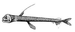 Chauliodus danae.jpg