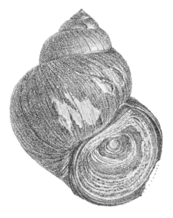Cipangopaludina cathayensis shell.png