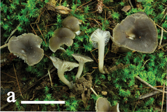 Clavariaceae (10.3897-mycokeys.57.36416) Figure 2a.png