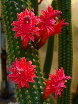 Cleistocactus samaipatanus 001.JPG