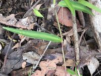 Commelina lanceolata 171543952.jpg