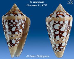 Conus ammiralis 4.jpg