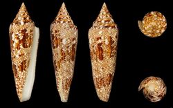 Conus bengalensis 001.jpg