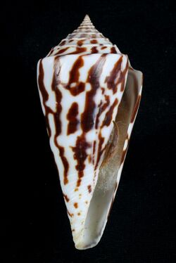 Conus emarginatus.JPG