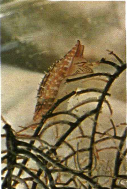 Conus moluccensis marielae.png
