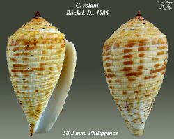 Conus rolani 1.jpg