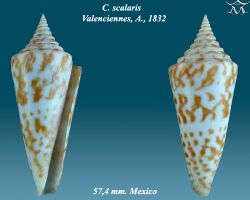 Conus scalaris 1.jpg