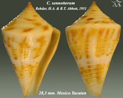 Conus sennottorum 1.jpg