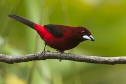 Crimson-backed Tanager - Panama H8O8413 (22954596730).jpg