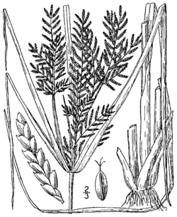 Cyperus iria BB-1913.png