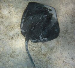 A dark brown ray swimming over a live-bottom habitat