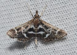 Diasemiodes janassialis moth (15122461145).jpg