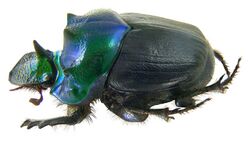 Diastellopalpus (=Onthophagus) thomsoni Bates, 1888 male (3231200977).jpg