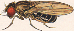 Drosophila virilis male.png