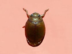 Dytiscidae - Hyphydrus ovatus.JPG