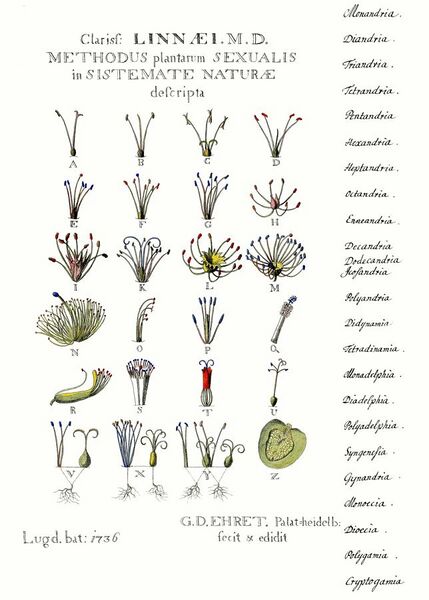File:Ehret-Methodus Plantarum Sexualis.jpg