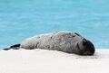 Endangered Hawaiian monk seal sunning on the beach (6741931081).jpg