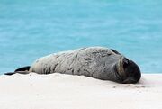 Endangered Hawaiian monk seal sunning on the beach (6741931081).jpg