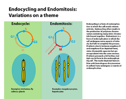 Endocycling vs. endomitosis.png