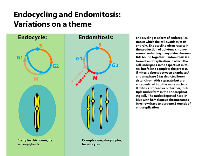 File:Endocycling vs. endomitosis.png