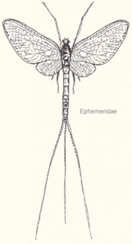Ephemeridae-sp.gif