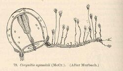 FMIB 40581 Corynitis agassizii (McCr) (After Murbach).jpeg