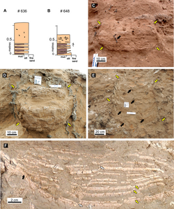 Features of fossil burrow fills - Cerro Azul Formation.png