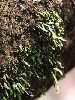 Finger Fern Grammitis stenophylla at Turramurra, NSW Australia.JPG