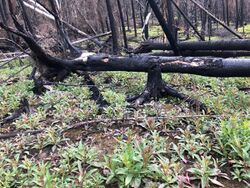 Fireweed after Swan Lake fire.jpg