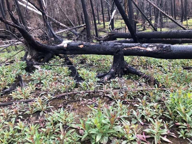 File:Fireweed after Swan Lake fire.jpg