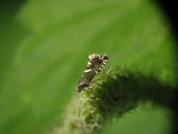 Glyphipterix forsterella E-MK-12926a.jpg