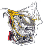 Facial anatomy from the side