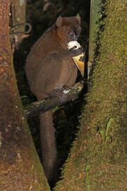 Greater bamboo lemur (Prolemur simus) male eating 2.jpg