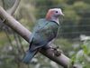 Green Imperial Pigeon RWD5a.jpg