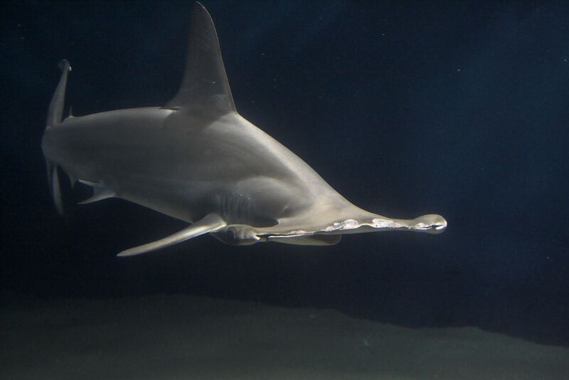 File:Hammerhead shark.jpg