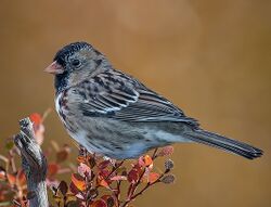 Harris's Sparrow (14u0779 std) (cropped).jpg
