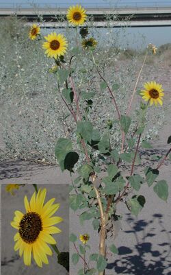 Helianthus annuus ariz.jpg