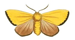 Illustrations of Exotic Entomology Odonestis Servula.jpg