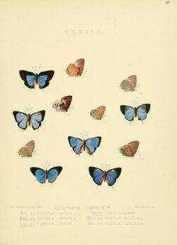 Illustrations of diurnal Lepidoptera 37.jpg