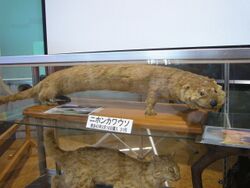 Japanese otter.jpg